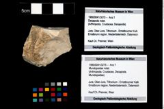 Foto (Objekt + Etikett) von Mundopsidae indet.  (NHMW-GEO-1990-0041-3276)